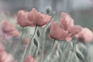 canvas-print-softly-x