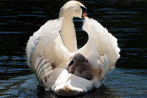 canvas-print-mom-and-baby-swan