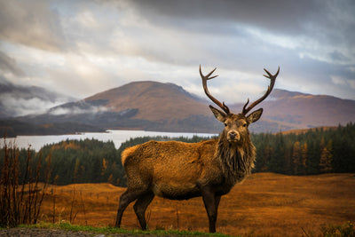 poster-print-scottish-stag