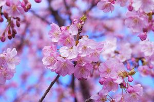 framedcanvas-print-gorgeous-cherry-blossom