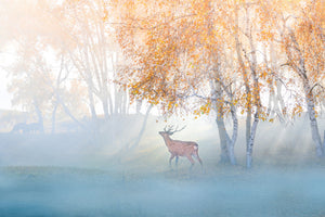 canvas-print-elk-lost-in-mist-x