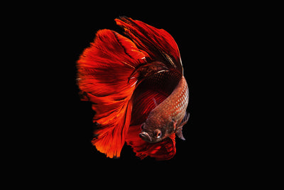 poster-print-the-red