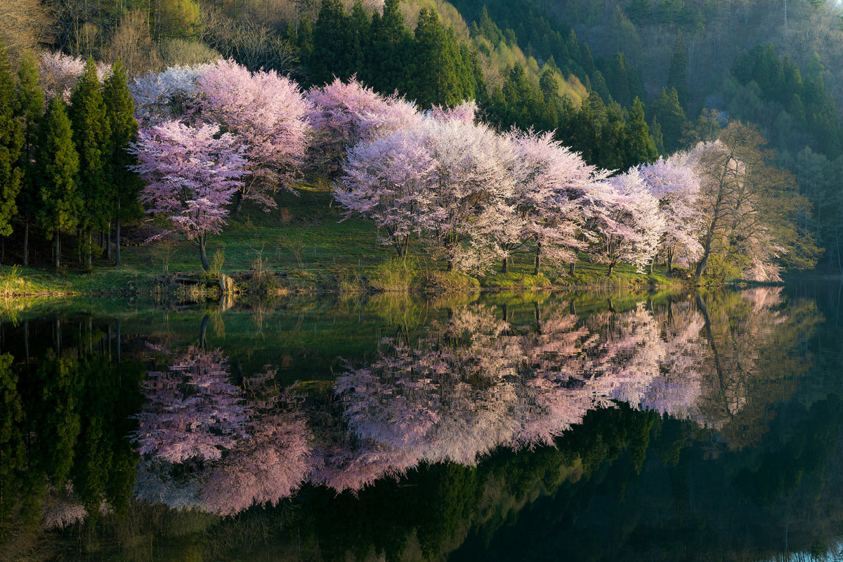 canvas-print-sakura-x
