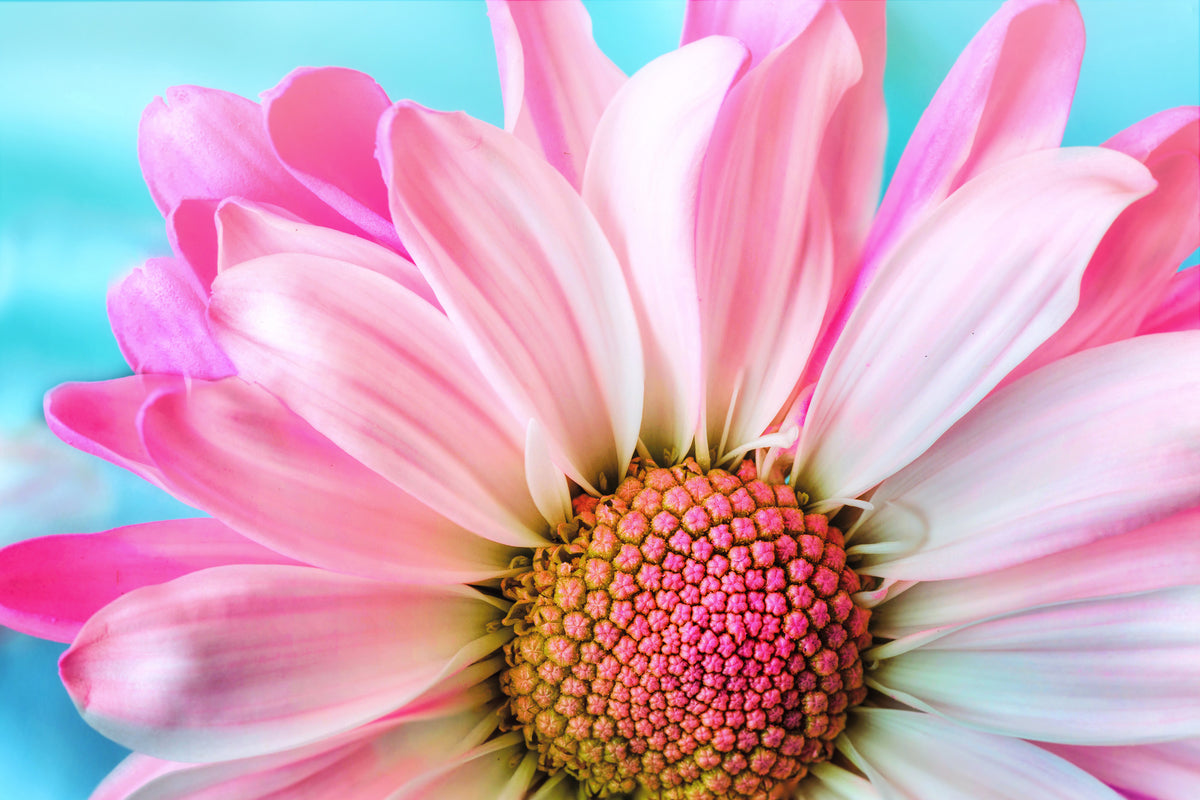 framedcanvas-print-colored-flower