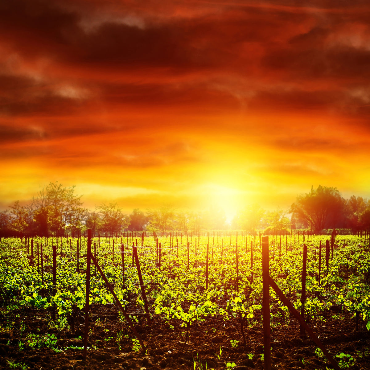 poster-print-the-vineyard-at-sunset