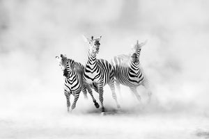 aluminium-print-zebras