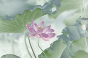 acrylic-print-lotus-x