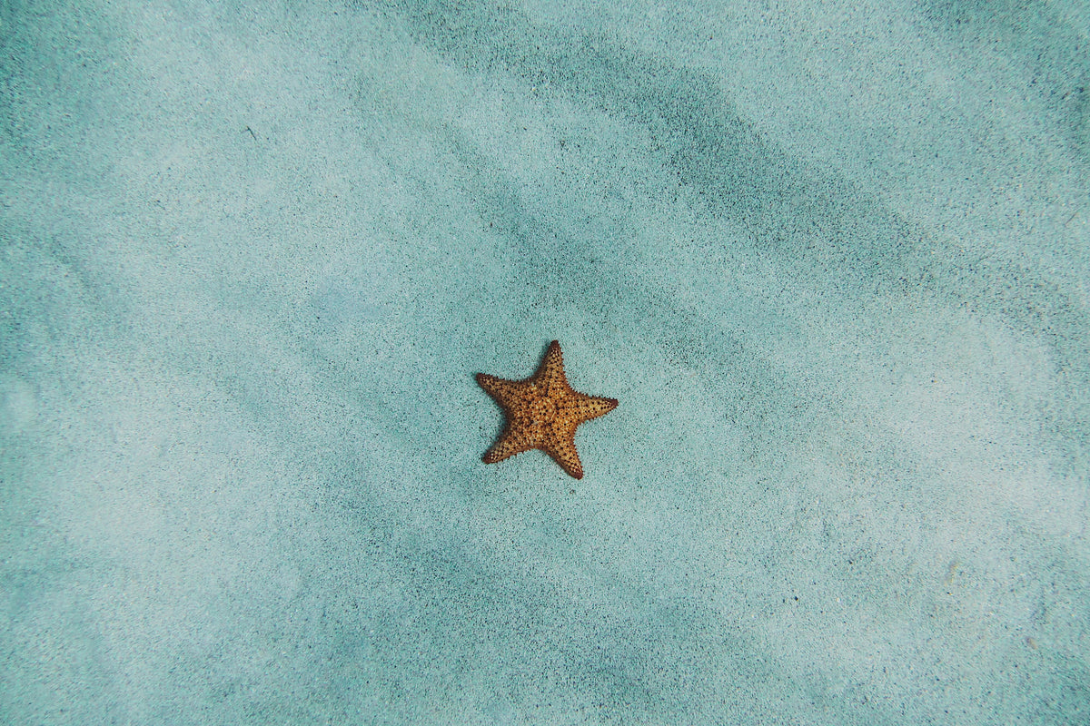 3-piece-aluminium-print-the-little-starfish