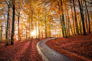 canvas-print-road-in-sapderaysen-nationalpark-sweden-x