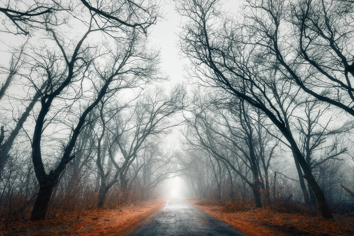 modern-3-piece-canvas-print-mysterious-mood-in-the-forest