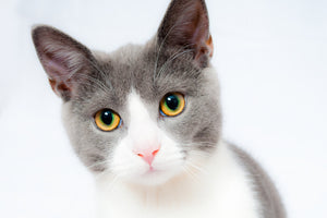 canvas-print-noble-cat