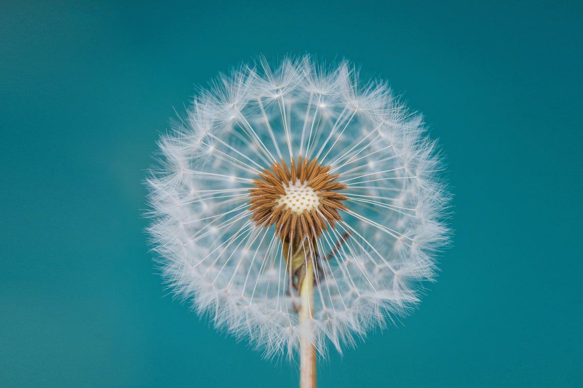modern-3-piece-canvas-print-dandelion-a