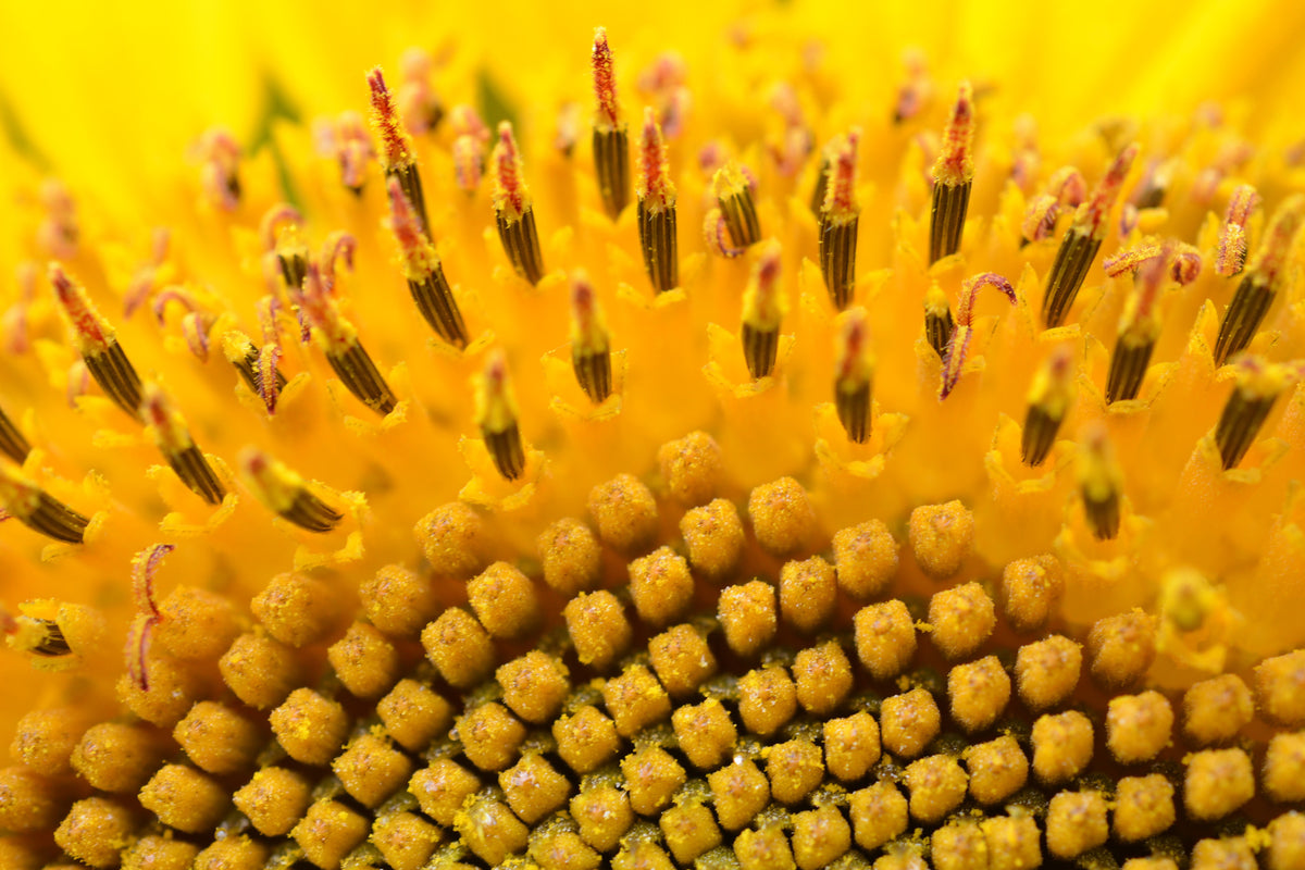 framedposter-print-the-buds-of-the-sunflower-in-xxl