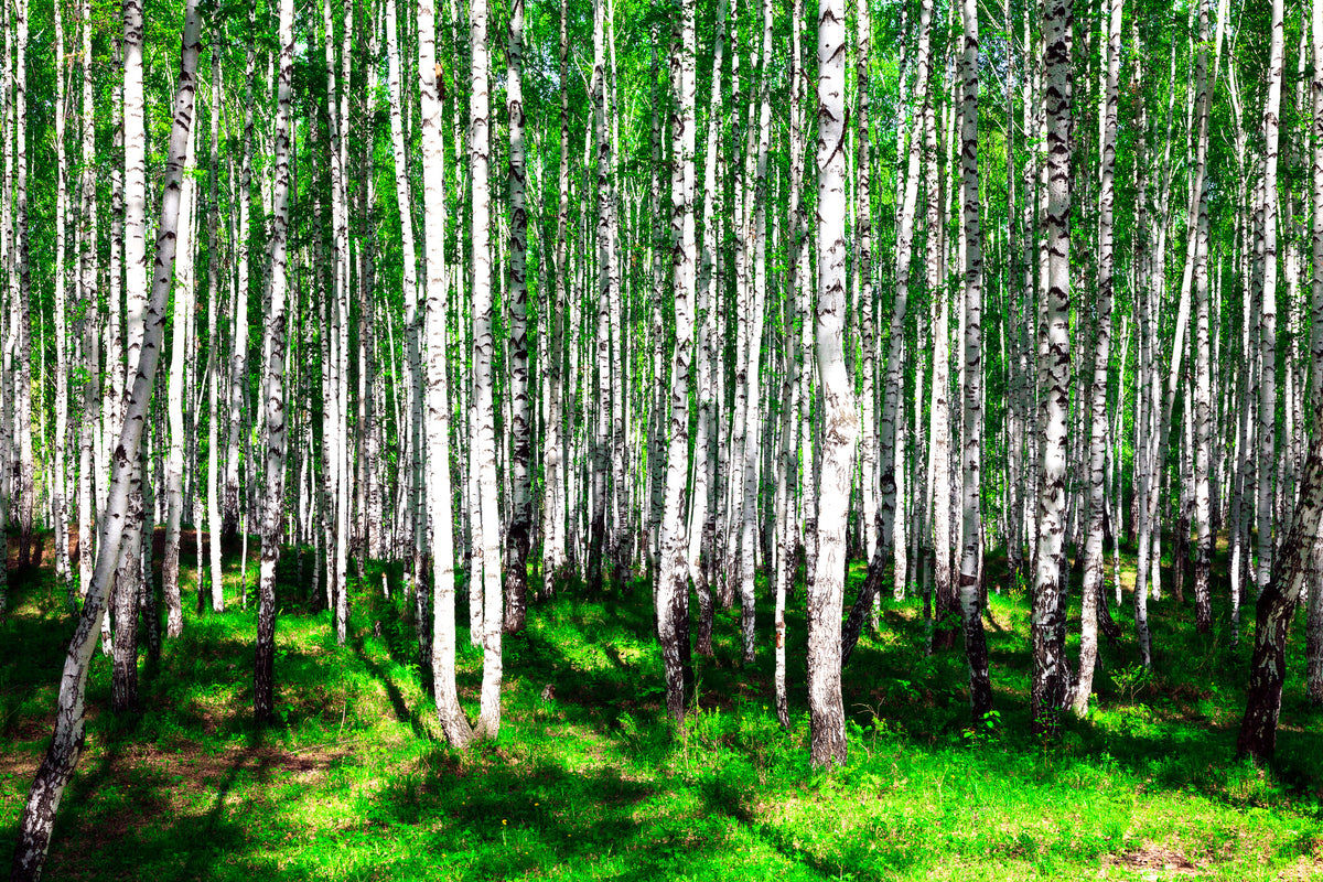 aluminium-print-summerly-birch-forest