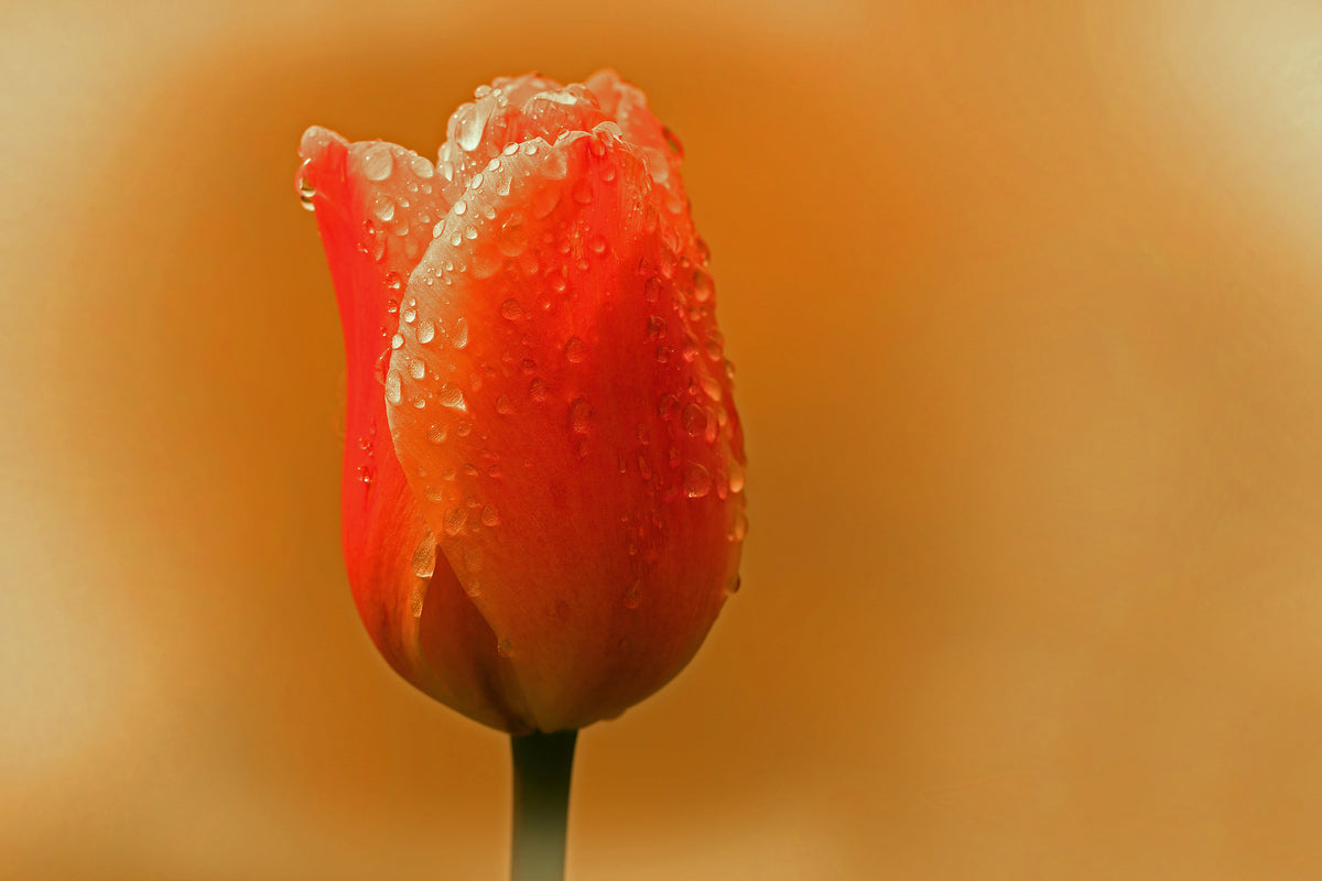 3-piece-canvas-print-a-tulip-in-the-morning-dew