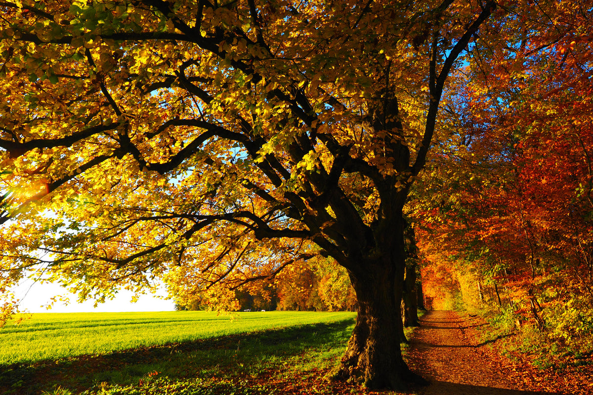 canvas-print-trees-in-the-autumn