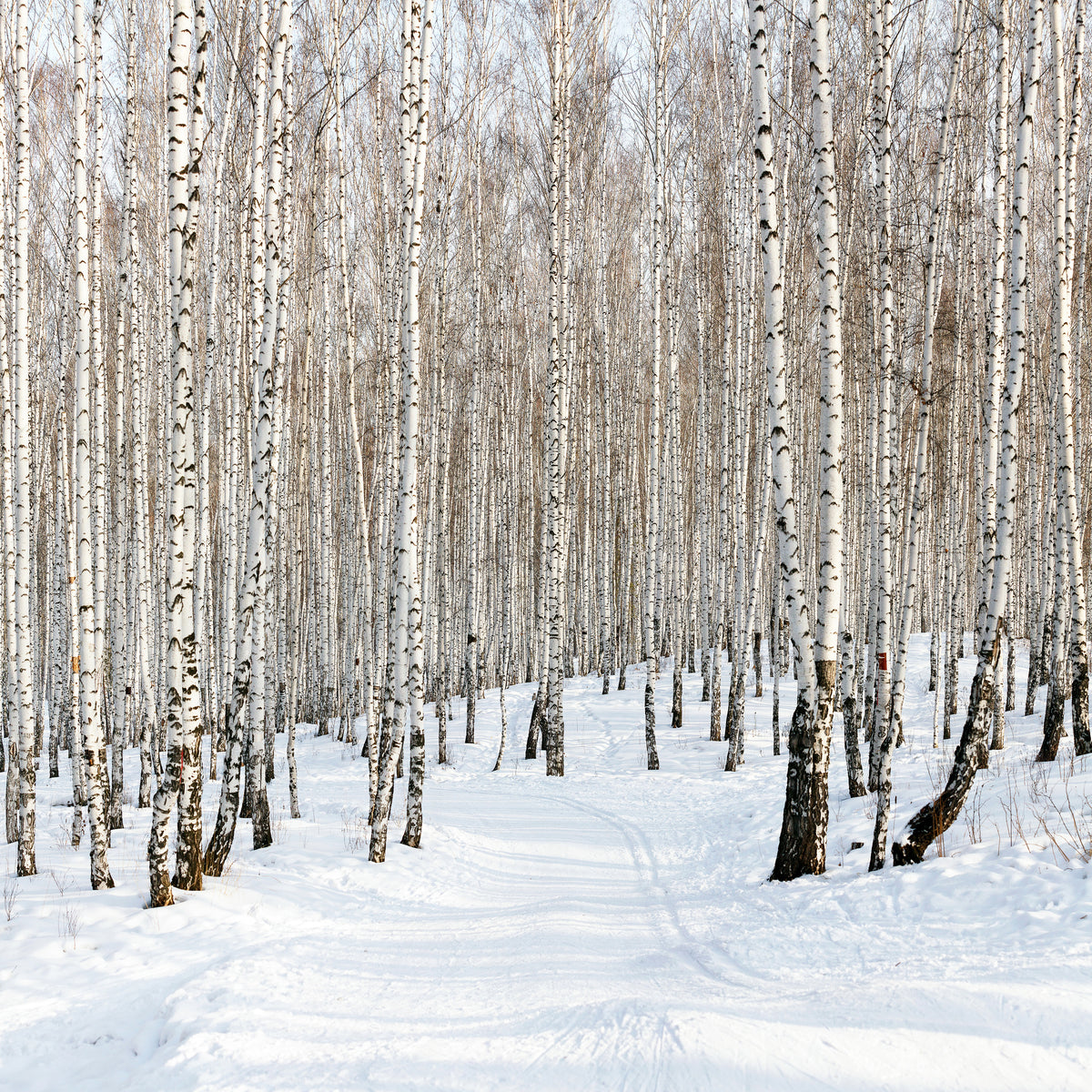 4-piece-aluminium-print-birch-forest-tracks-in-snow