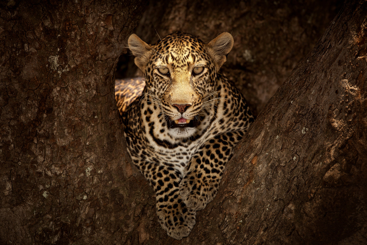 canvas-print-leopard-resting-on-a-tree-at-masai-mara