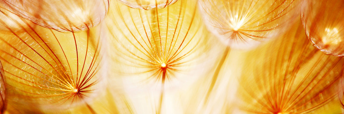 panoramic-acrylic-print-close-up-dandelion-in-light-panorama