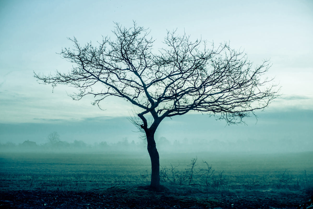 aluminium-print-the-magic-tree