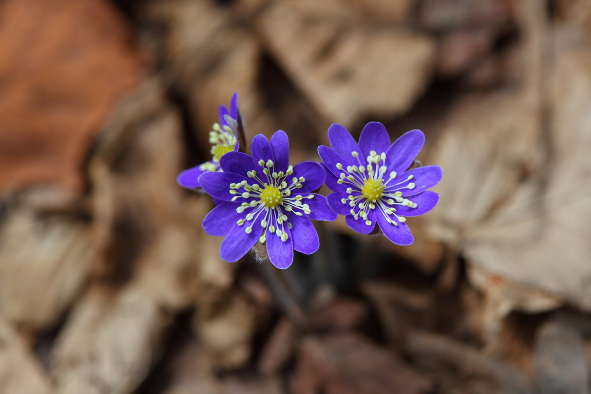 3-piece-acrylic-print-wildflowers