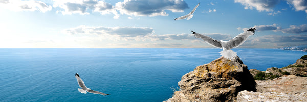 panoramic-aluminium-print-the-seagulls-and-the-sea-panorama