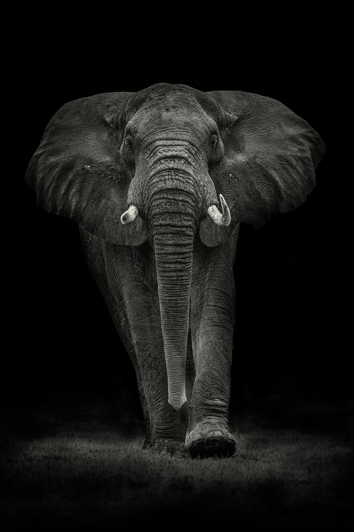 canvas-print-ngorongoro-bull-x