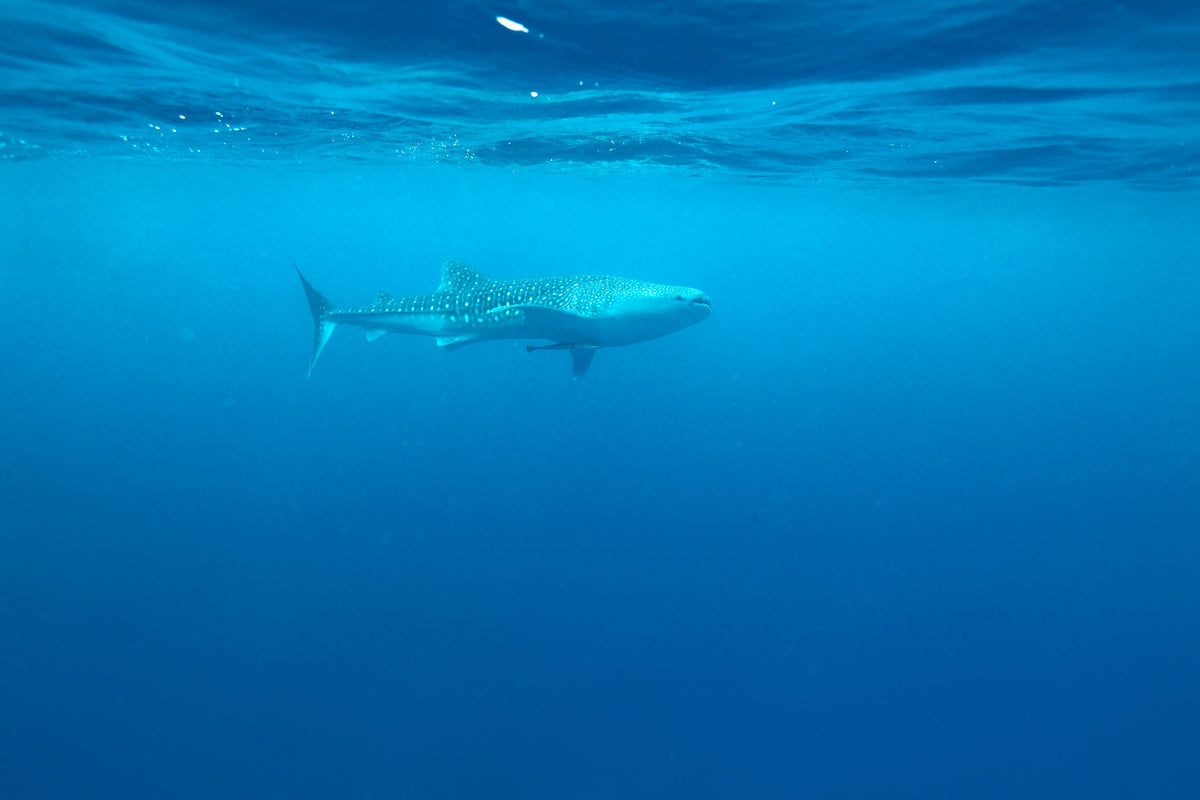aluminium-print-the-whale-shark