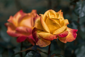 3-piece-acrylic-print-the-rose-in-the-garden