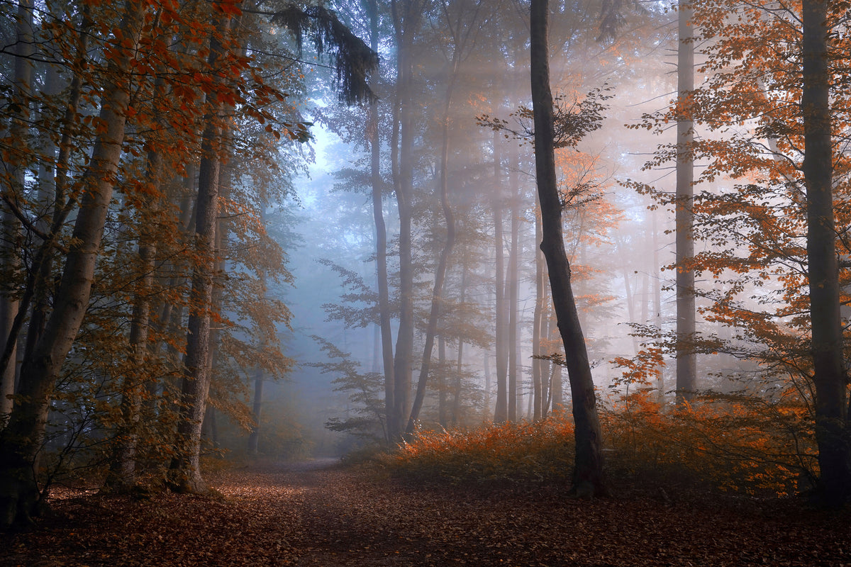 poster-print-autumn-colors-x