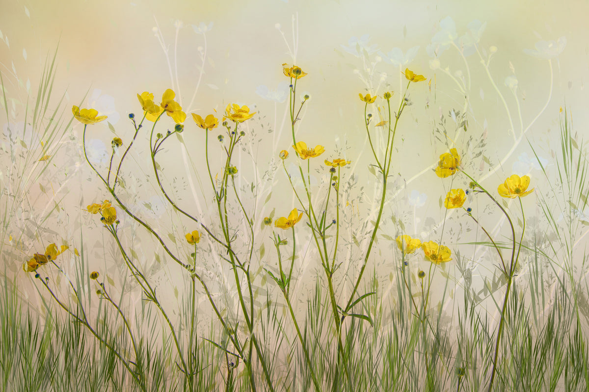 framedposter-print-good-morning-xid
