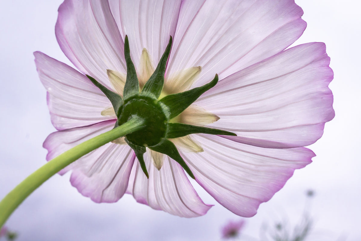 aluminium-print-the-cosmos-flower
