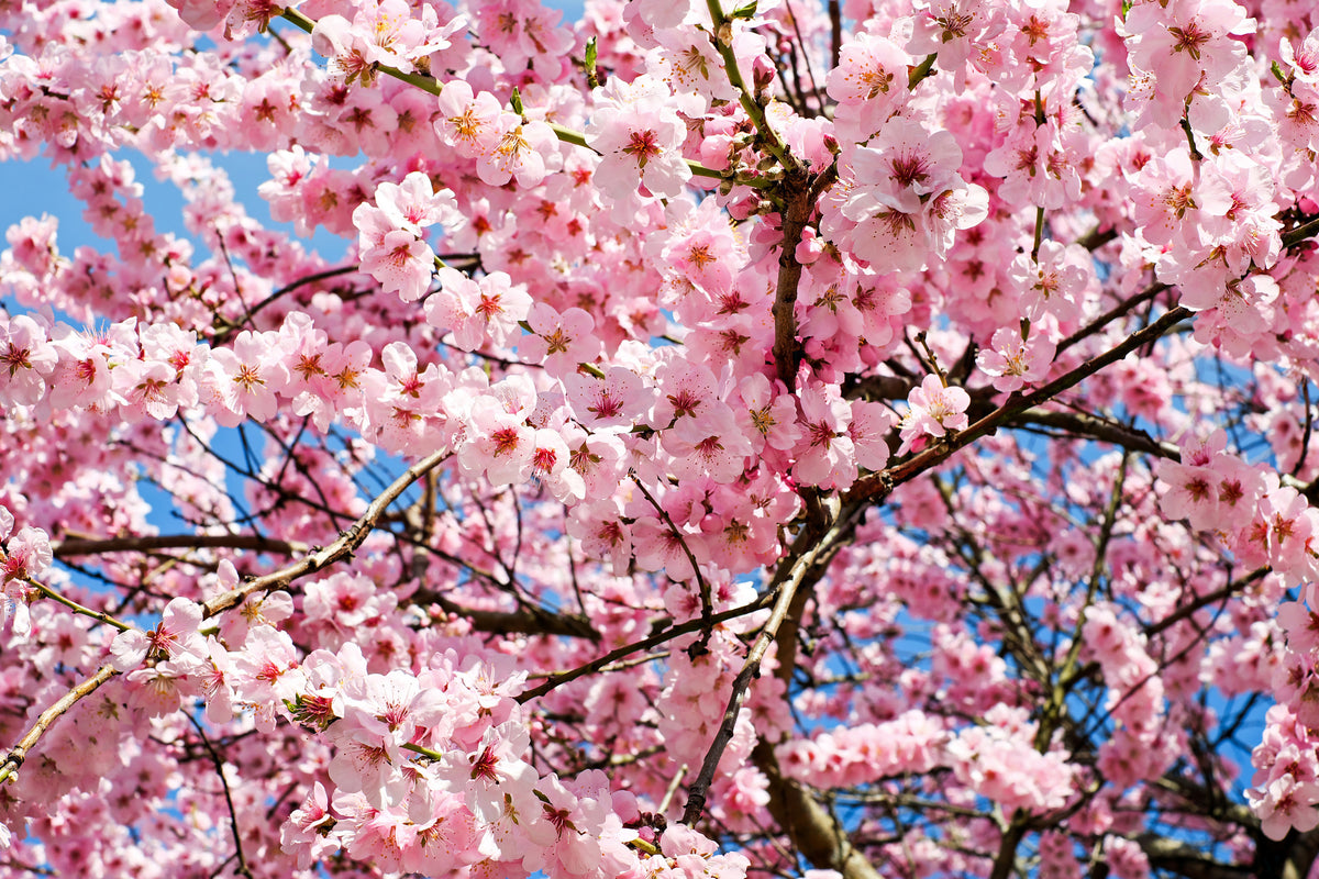 3-piece-canvas-print-wonderful-japanese-cherry