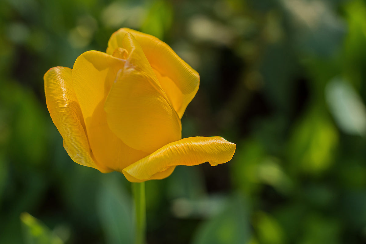 3-piece-canvas-print-yellow-tulip-xl