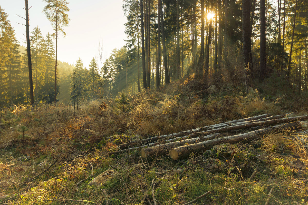 poster-print-working-in-the-woods