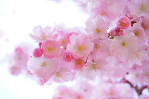 framedcanvas-print-japanese-cherry-blossom-xl