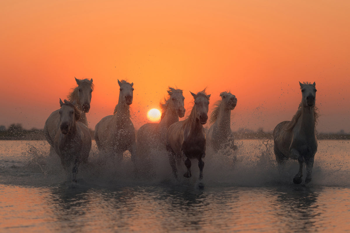 aluminium-print-sunset-in-camargue-x