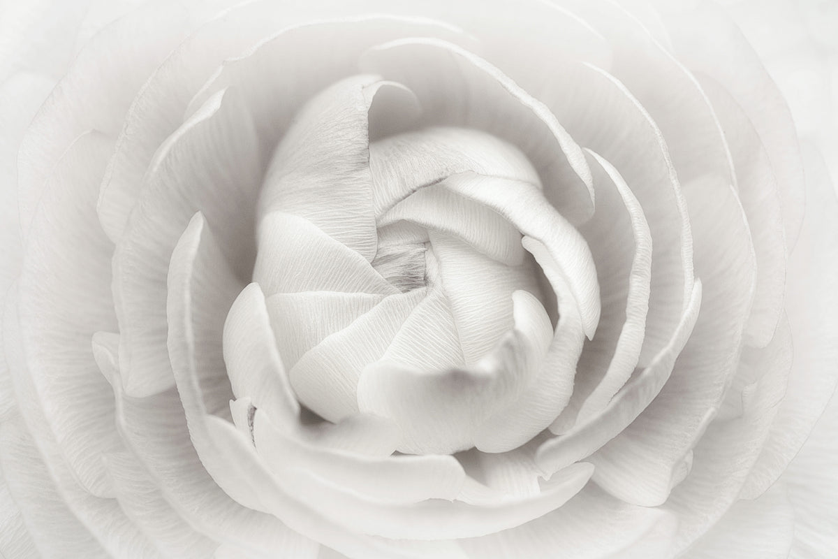 3-piece-acrylic-print-ranunculus