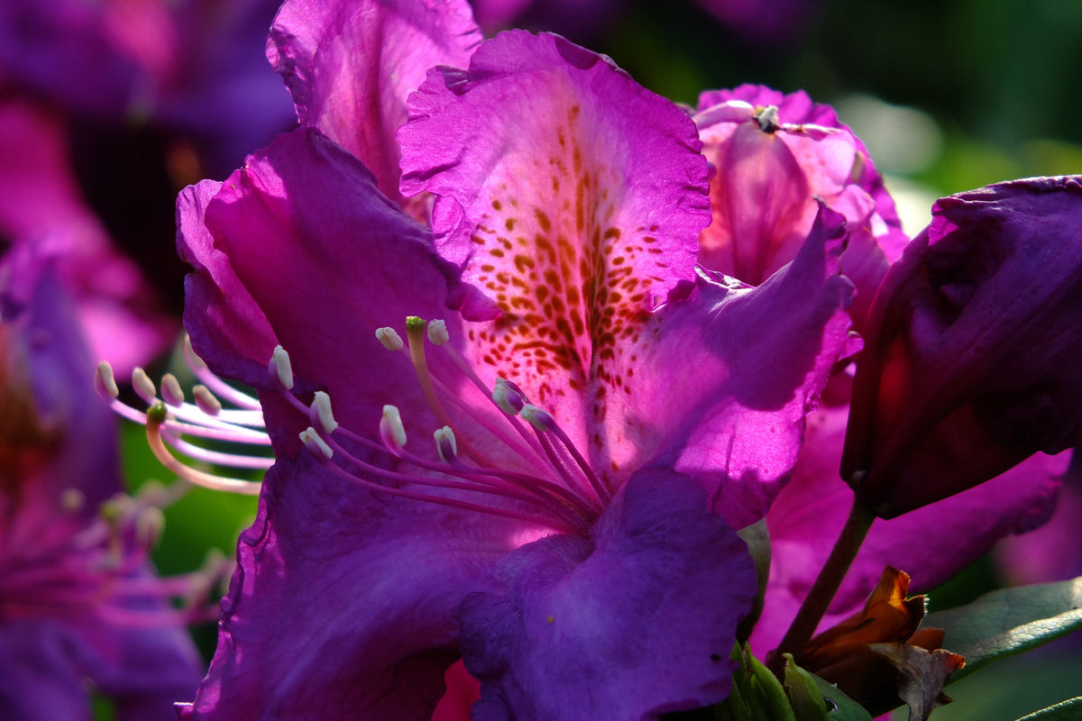 framedcanvas-print-the-rhododendron