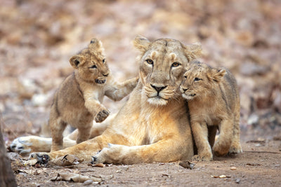 poster-print-asiatic-lioness-x