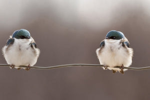 aluminium-print-birds-on-a-wire-x