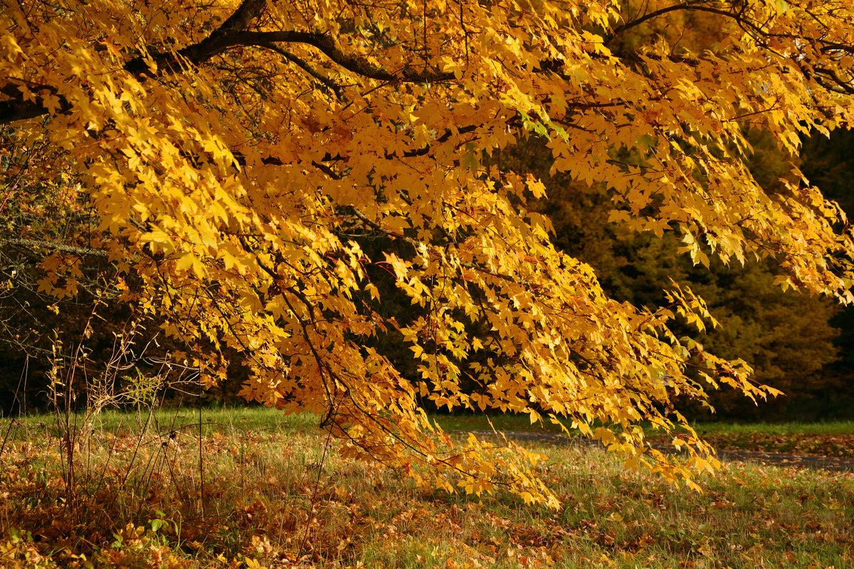 canvas-print-the-magnificent-autumn-tree