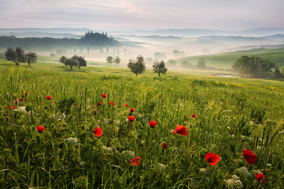 framedposter-print-tuscan-spring
