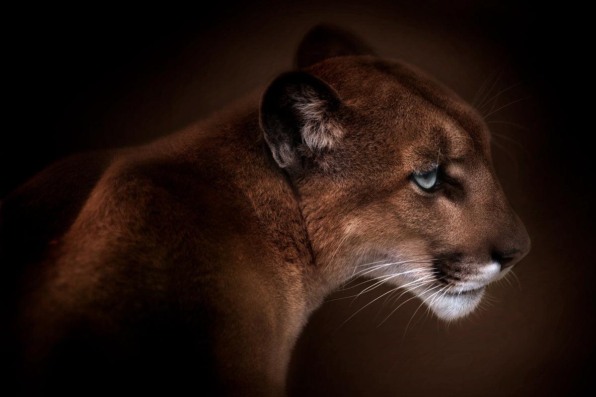 framedposter-print-puma
