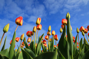 3-piece-canvas-print-tulips-tower-to-the-sky