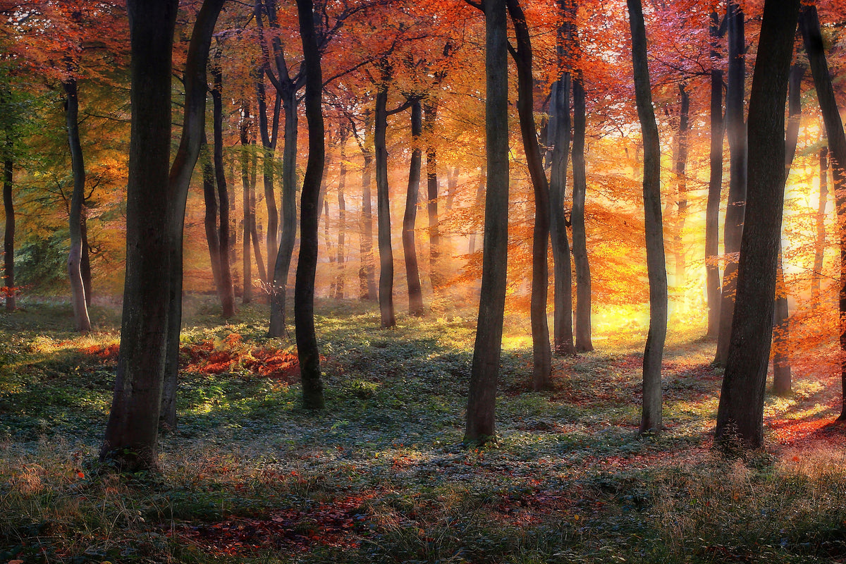 canvas-print-autumn-woodland-sunrise-x