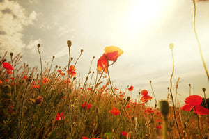 modern-3-piece-aluminium-print-the-poppy-field-at-sunrise