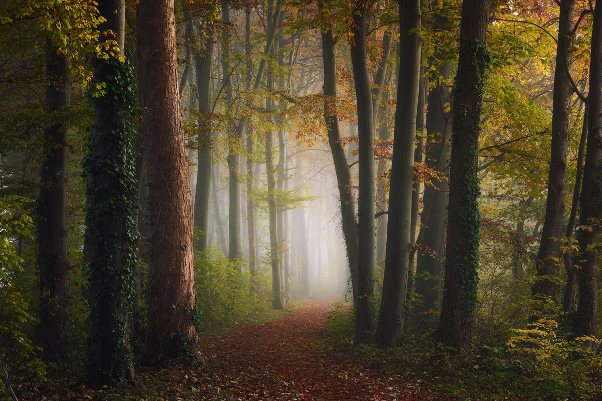 framedcanvas-print-autumn-colorful-forest-x