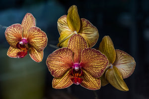 3-piece-canvas-print-orchidaceae
