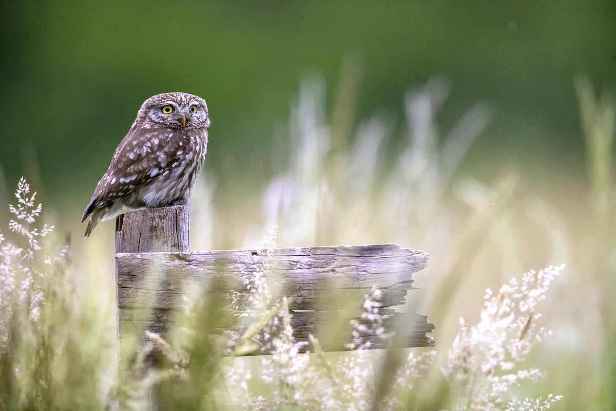 framedposter-print-little-owl-x